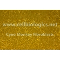 Cynomolgus Monkey Primary Kidney Fibroblasts